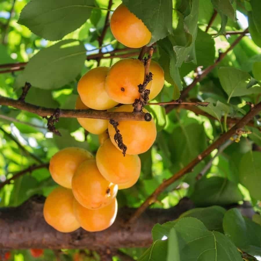 Kayisi fidani şekerpare